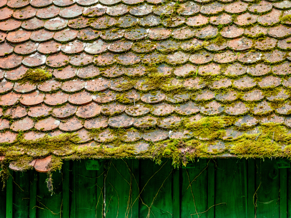 Stark Bemoostes Dach Mit Kaputter Dachluke roof moss
